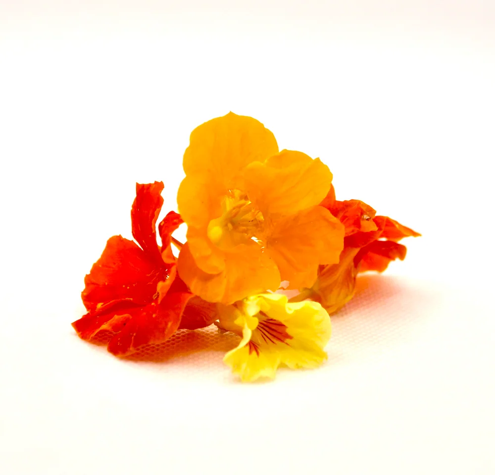 Fiori dai colori giallo, rosso e arancione