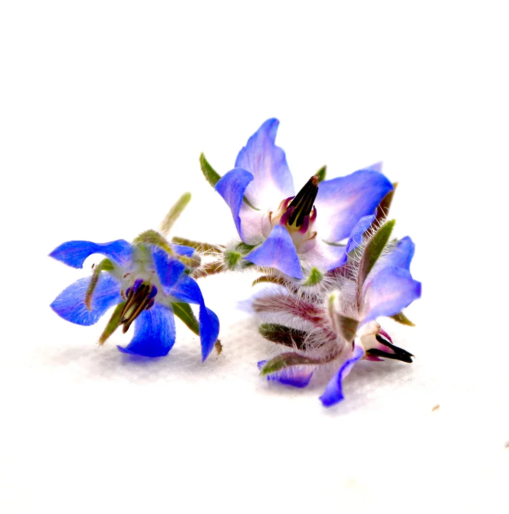 Fiori azzurri a stella