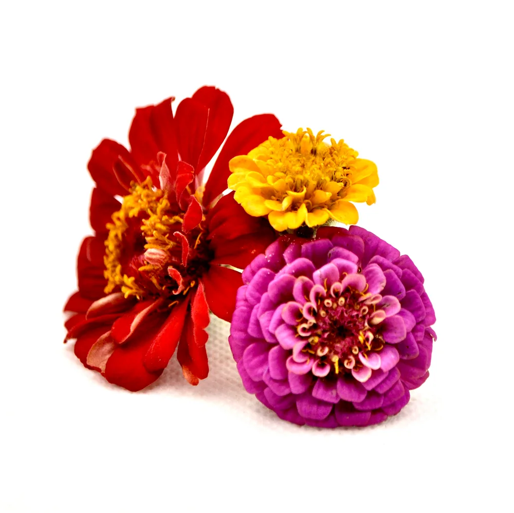 Corolle rosse, gialle e rosa