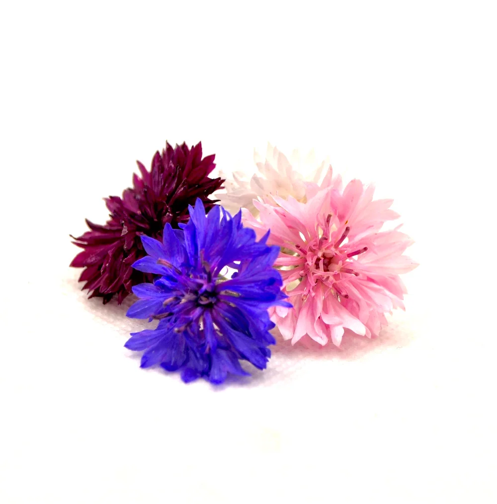 Fiori blu, rosa e viola