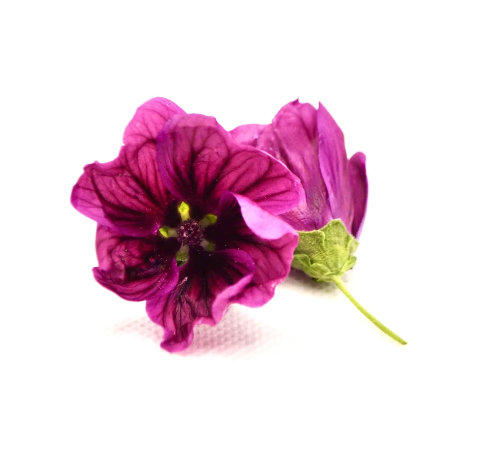 Fiore viola con venature scure