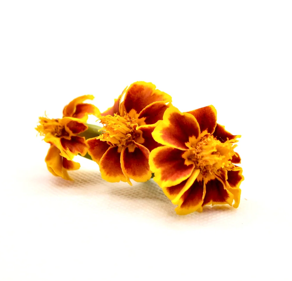 Fiori bicolori gialli e rossi