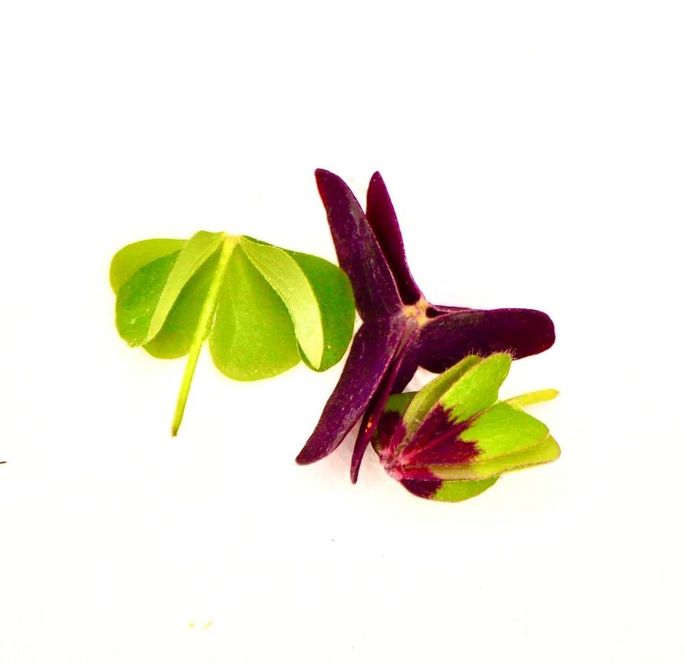 Piccole foglie verdi e porpora