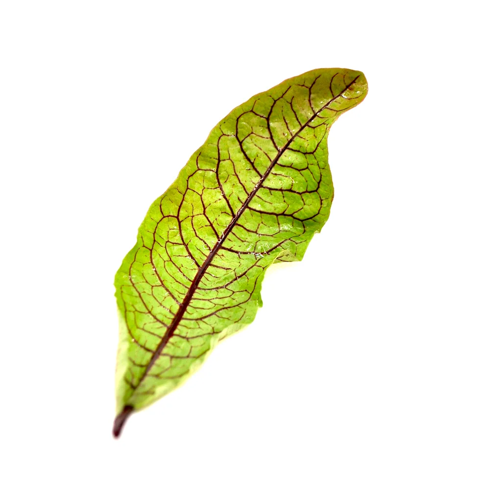 Foglia verde con nervature rosse