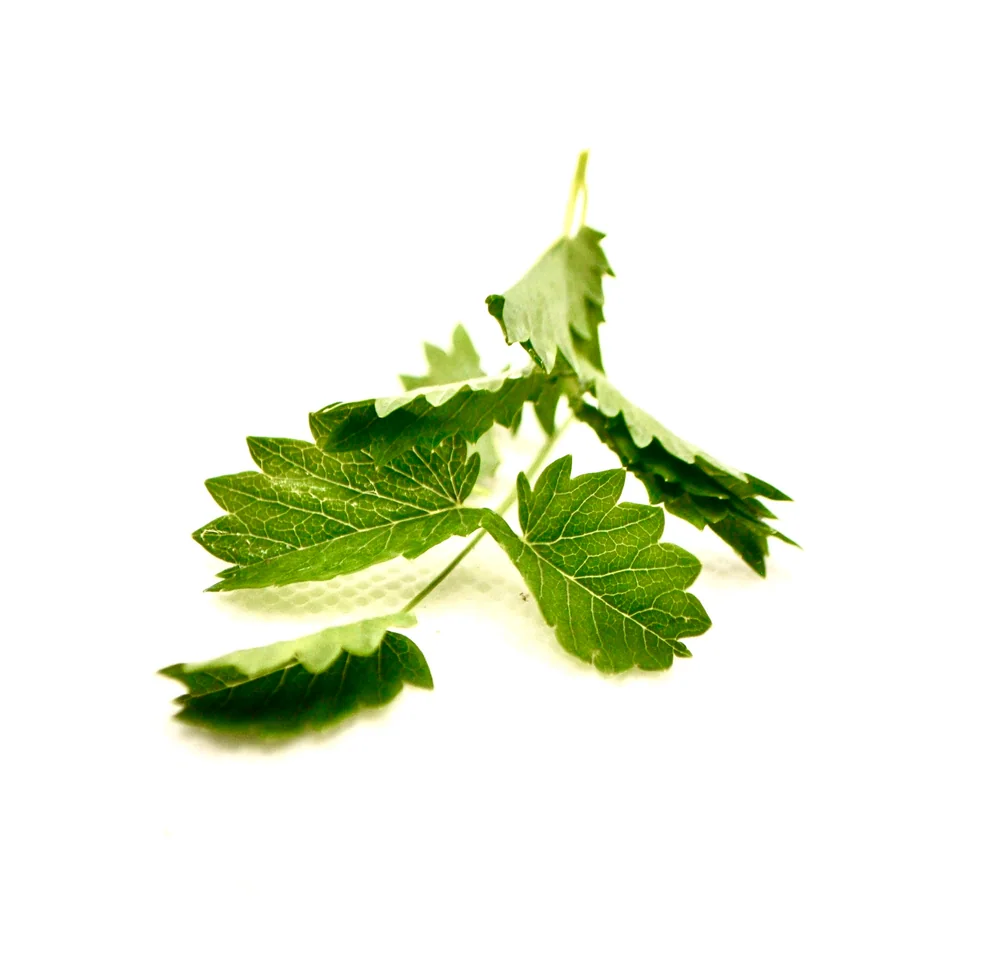 Foglie verdi dal margine dentellato