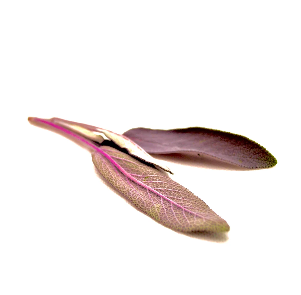 Foglie dalle sfumature violacee