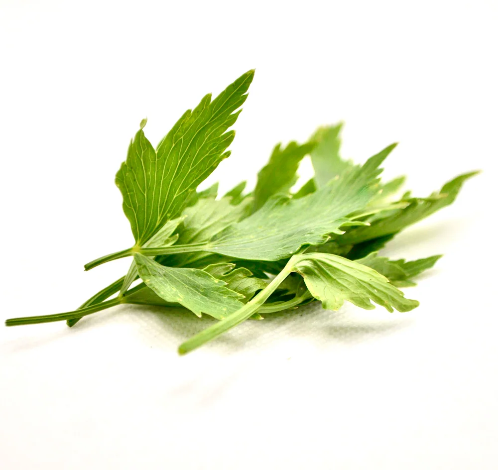Foglie verdi con lobi appuntiti
