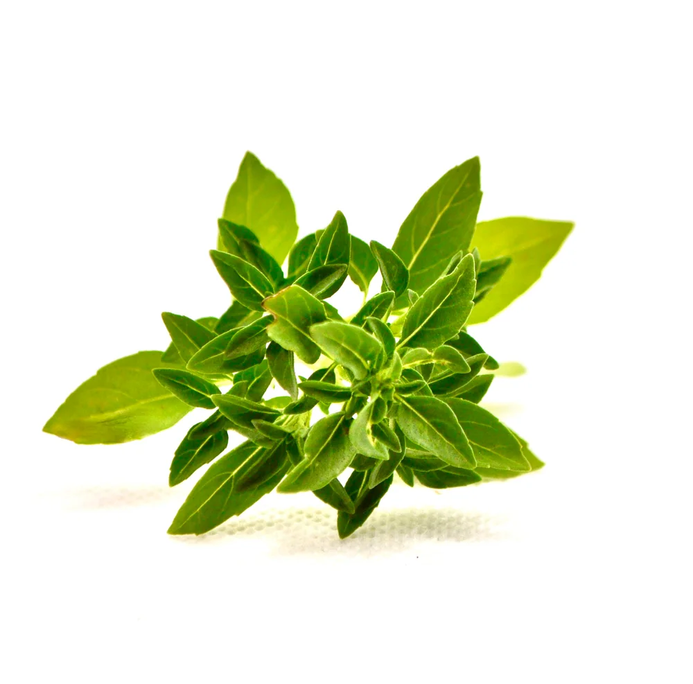 Rametto con piccole foglie verdi