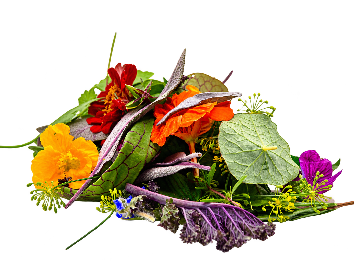 Fiori edibili, erbe rare e giovani foglie dell’Orto degli Chef