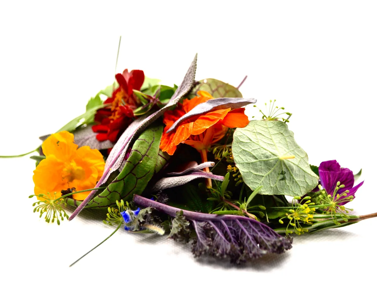 Fiori edibili, erbe rare e giovani foglie dell’Orto degli Chef