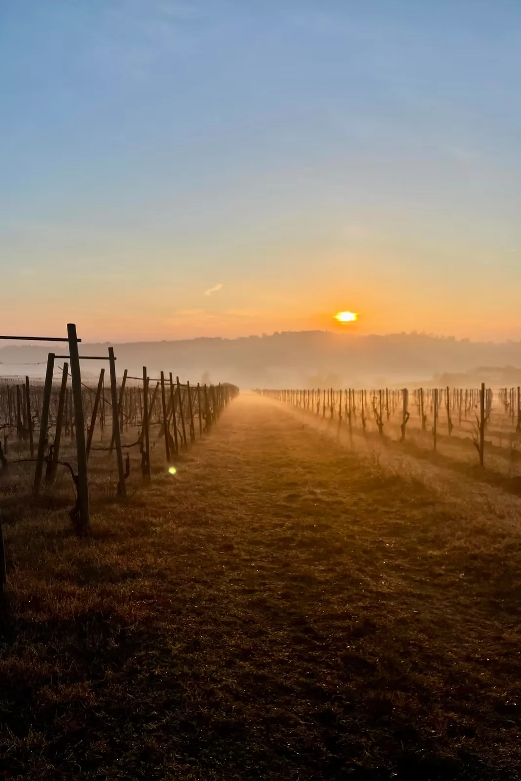 I filari del vigneto di ACÀ a Zenevredo nella luce del sole basso